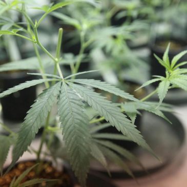 Walz, Prairie Island Indian Community sign cannabis compact