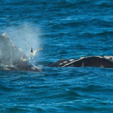 Southern right whales awe admirers in Patagonia after coming back from brink of extinction