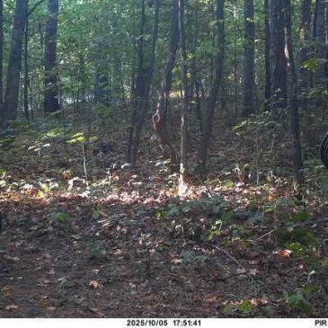 Authorities shoot and kill black bear believed to have fatally mauled man in Arkansas