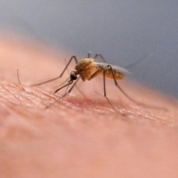 What is the chikungunya virus now transmitted in the US for the first time in years?