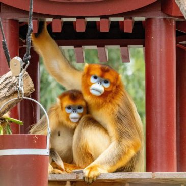China’s rare golden monkeys debut at European zoos, a possible successor to ‘panda diplomacy’