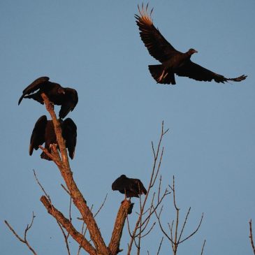Black vultures attack and kill cattle. Climate change is one reason they’re spreading north