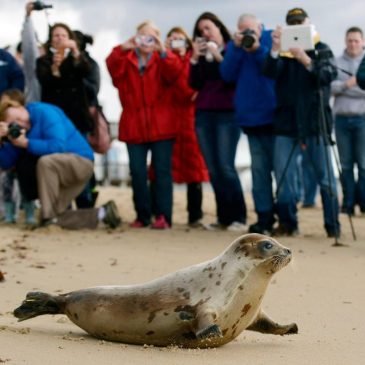 Arctic seals and more than half of bird species are in trouble on latest list of threatened species