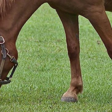 Equine therapy program for veterans and youth opens in Stillwater