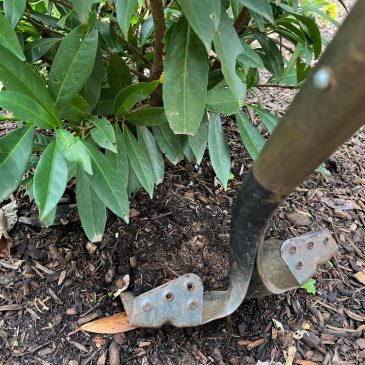 Transplanting shrubs: Timing and technique for a thriving garden