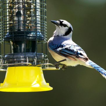 As the garden winds down, it’s time to care for winter-prepping birds