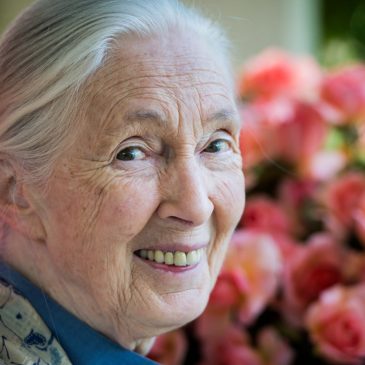 Jane Goodall, conservationist renowned for chimpanzee research and environmental advocacy, has died