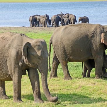 Travel: ‘The Gathering,’ an elephant meet-up in Sri Lanka, is a wild experience
