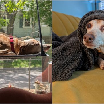 19 cats, 10 dogs and 1 doe featured in the Morning Report in September