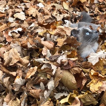 Here are readers’ pets (and wildlife) we featured in our October newsletter