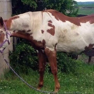 Reward offered for missing ‘beloved’ 33-year-old Farmington horse