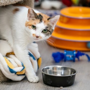 A wallflower blooms: After weeks in a shipping container, Chinese stowaway cat getting ready for adoption