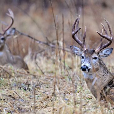 Afton, William O’Brien state parks to close for weekend deer hunts