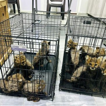 Cheetah cubs destined for illegal trade in exotic pets rescued in Somaliland