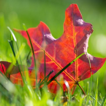 Falcon Heights hosts Fall Fest on Saturday