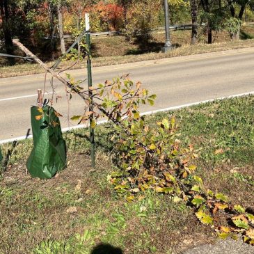 Vandals destroy dozens of trees along St. Paul’s Shepard Road — again