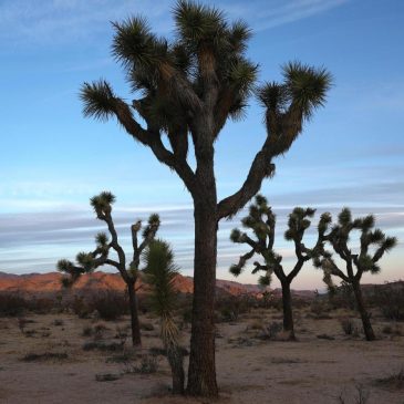 Inside Joshua Tree’s exclusive sexual wellness retreat: ‘I’ve seen women changing’