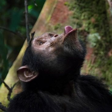 F.D. Flam: AI thinks it’s smart. Chimps may beg to differ