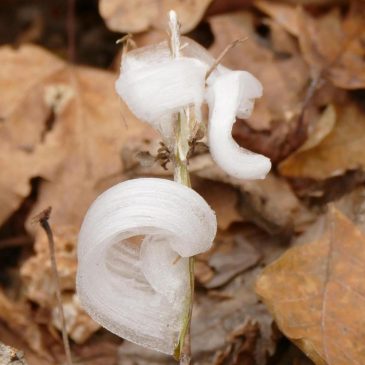 With one touch, they vanish. Meet the delicate, icy wonders called frost flowers
