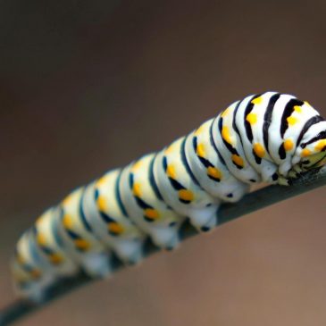 Give caterpillars a ‘soft landing’ under your trees. The ecosystem will thank you