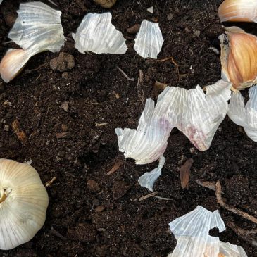 Doing these fall garden chores will make your spring easier