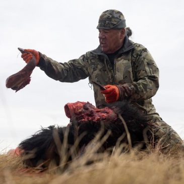 Tribes that restored buffalo are killing some to feed people because of the shutdown
