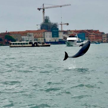 Venice’s newest marvel is a wild, acrobatic dolphin. His refusal to leave puts him in danger