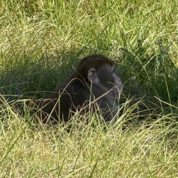 Mississippi mother kills escaped monkey fearing for her children’s safety