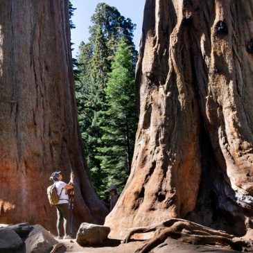 Spend time in the presence of California’s awe-inspiring giant sequoias