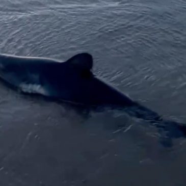 Woman rescues a beached shark in Oregon in striking video