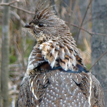 Hunting camp tradition is a rite of fall at its finest