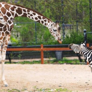 Como Zoo’s 25-year-old zebra, Ulysses, has died, officials said