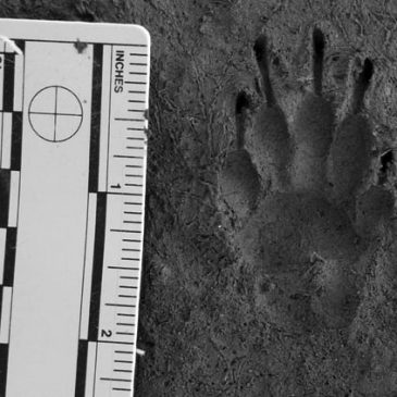 Jane Goodall, the Natural World, and Why I Track Skunks