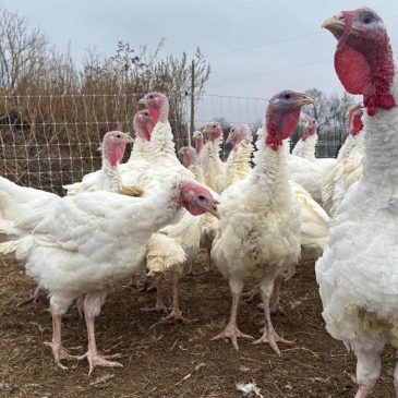 Stores keep prices down in a tough year for turkeys. Other Thanksgiving foods may cost more