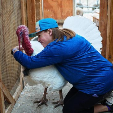 More families ‘adopt’ turkeys for Thanksgiving instead of eating them