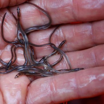 Eel populations are falling, and new protections were defeated. Japan and the US opposed them