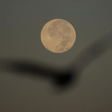 How to spot November’s supermoon, the closest of the year