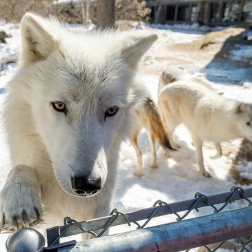 Give to the Max Day aims to raise $37M Thursday for nonprofits, schools