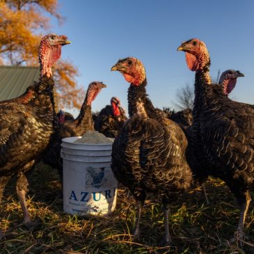 Bird flu cases are on the rise again, including 2 million turkeys. Will that affect your Thanksgiving dinner?