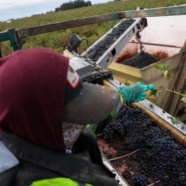2025 is turning out to be a great year for wine