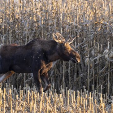 Duluth hunter charged with illegally shooting moose said he mistook it for a deer