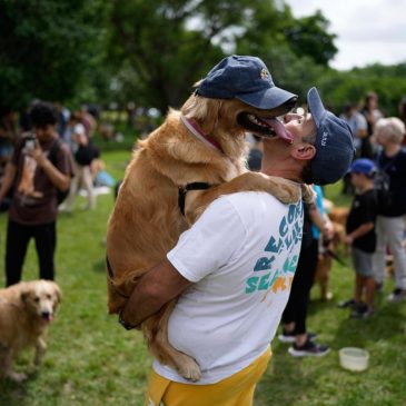 A symphony of woofs: This is what happens when 2,397 golden retrievers gather in an Argentina park