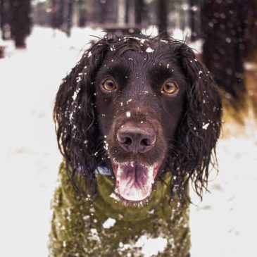 Don’t forget pets when preparing for winter’s cold. Here’s what experts recommend