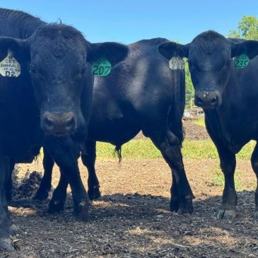 Idaho company recalls nearly 3,000 pounds of ground beef for E. coli risk