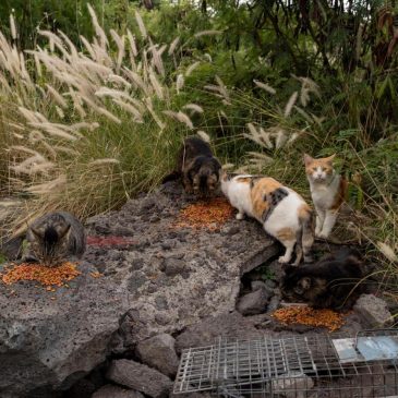Hawaii’s Big Island bans feeding feral cats in an effort to help endangered native species