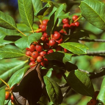 Deck your garden with boughs of holly, a plant rich in symbolism and evergreen beauty