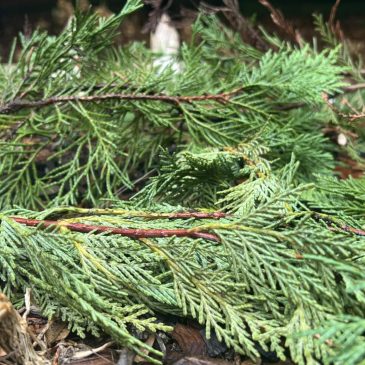 Christmas is over, but what to do with the tree? These landfill alternatives can also help your garden