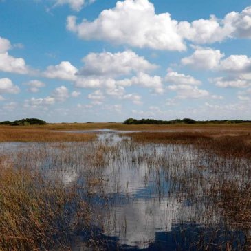 It’s been 25 years since America decided to save the Everglades. Where do we stand?
