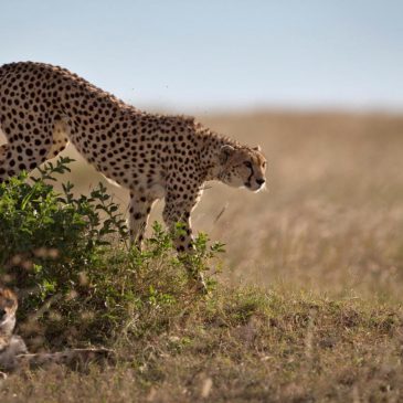How a sperm bank for cheetahs might one day save the fastest land animal