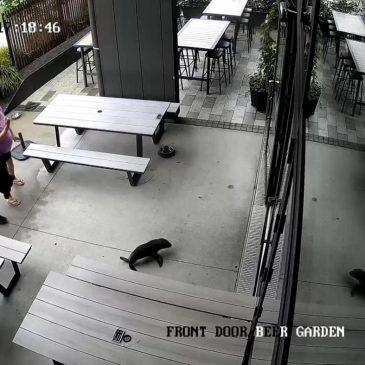 A seal galumphs into a bar. The bartender says ‘Grab the salmon!’